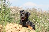 BEAUCERON - PUPPIES 052